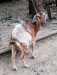 ছাগল বিক্রয় হবে কোরবানির জন্য ৳১০.৫০০